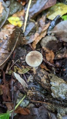 Pluteus