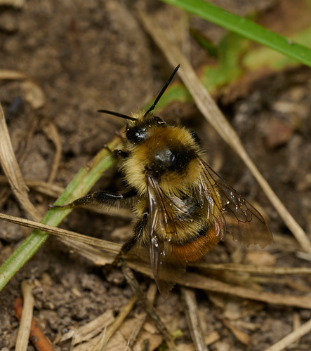 iNaturalist observation photo of Yellow-fronted Bumble Bee