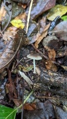 Pluteus