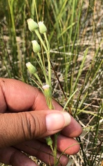 Erigeron lonchophyllus