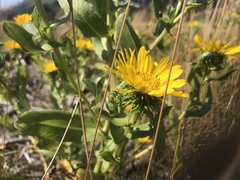 Grindelia integrifolia