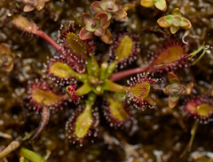 Drosera anglica