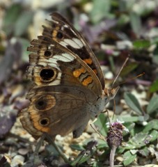 Junonia coenia