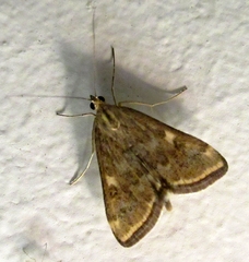 Loxostege sticticalis