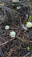 Agaricales