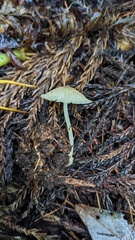 Agaricales