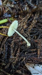 Agaricales