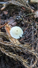 Agaricales