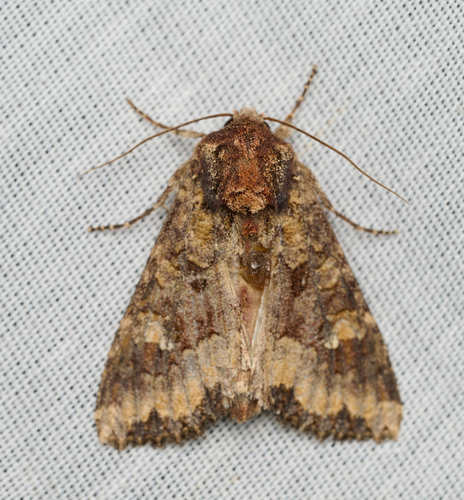 iNaturalist observation photo of Cutworm Moths and Allies