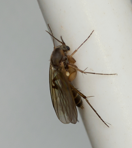 iNaturalist observation photo of Fungus Gnats and Gall Midges