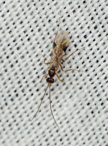 iNaturalist observation photo of Ichneumonid and Braconid Wasps