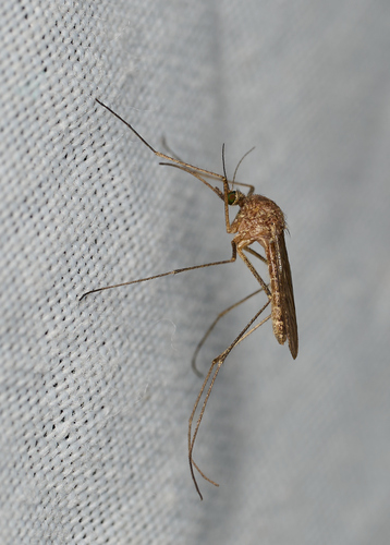 iNaturalist observation photo of Winter Marsh Mosquito