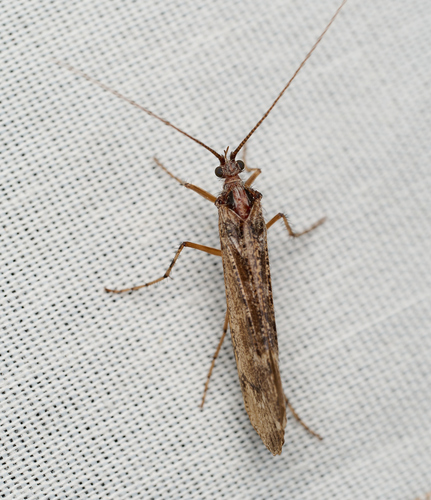 iNaturalist observation photo of Lenarchus