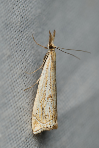 iNaturalist observation photo of Crambus gausapalis