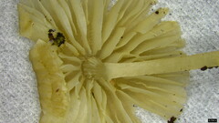 Agaricales