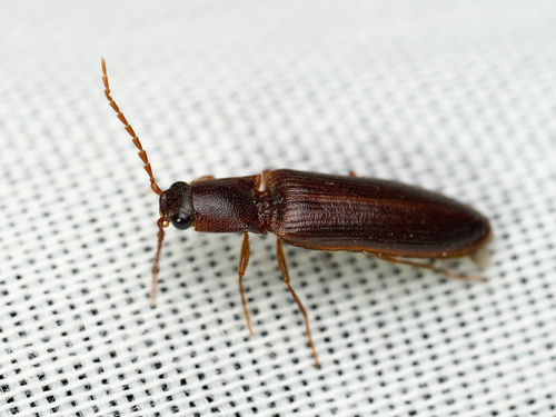 iNaturalist observation photo of Athous