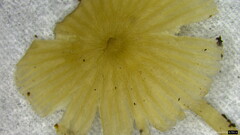 Agaricales