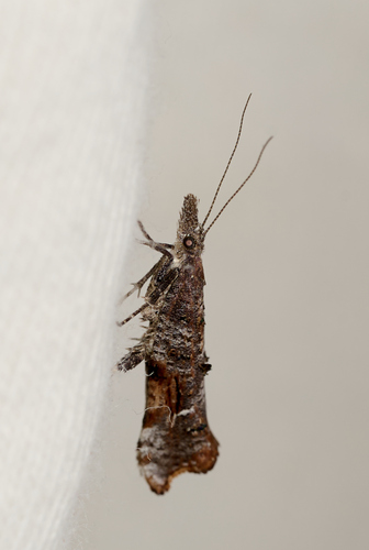 iNaturalist observation photo of Butterflies and Moths