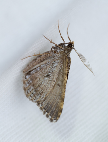 iNaturalist observation photo of Macaria