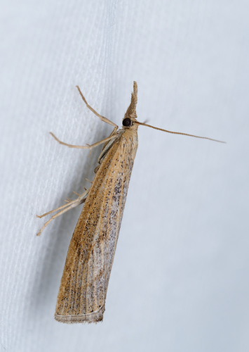 iNaturalist observation photo of Grass-Veneers