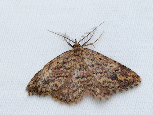 iNaturalist observation photo of Geometer Moths