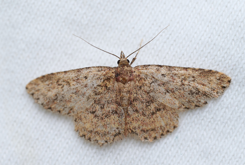 iNaturalist observation photo of Geometer Moths