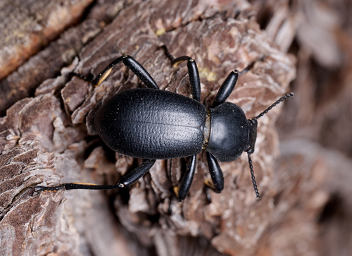 iNaturalist observation photo of California Broad-necked Darkling Beetle