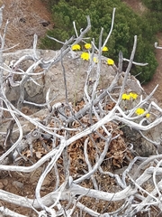 Sonchus ustulatus ustulatus