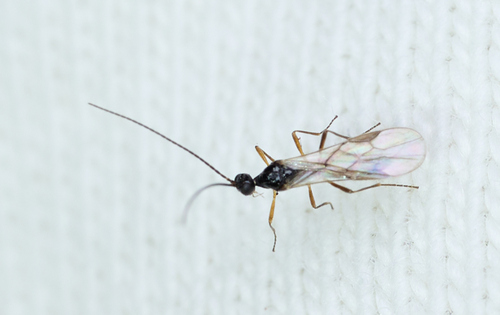 iNaturalist observation photo of Braconid Wasps