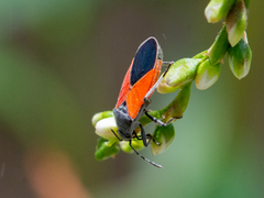 Melanopleurus bicolor