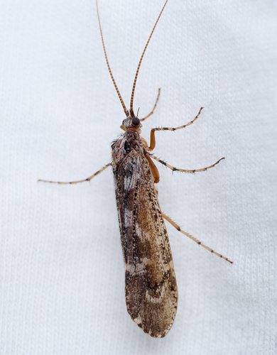 iNaturalist observation photo of Lenarchus