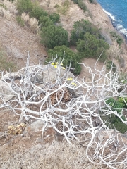 Sonchus ustulatus ustulatus