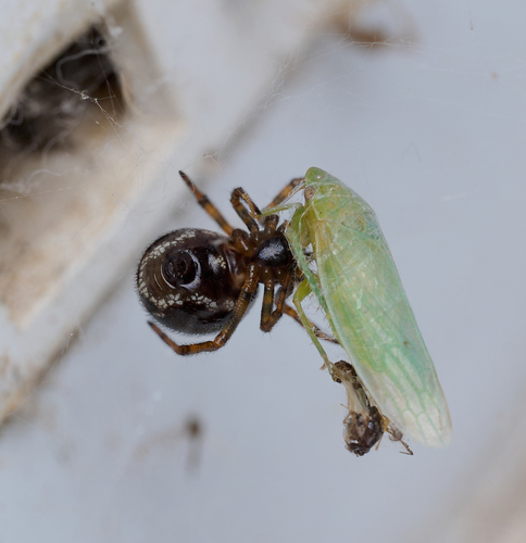 iNaturalist observation photo of Gyponana