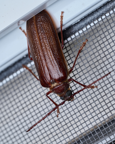 iNaturalist observation photo of Hairy Pine Borer