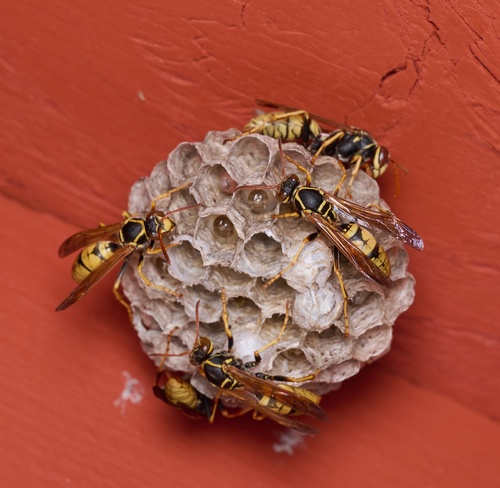 iNaturalist observation photo of Golden Paper Wasp
