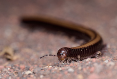 Californiulus