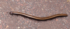 Californiulus