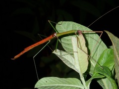 Rhamphosipyloidea
