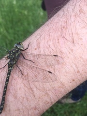 Gomphaeschna furcillata