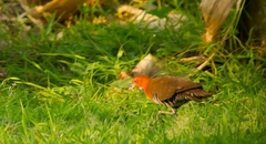 Rallina eurizonoides