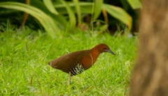 Rallina eurizonoides