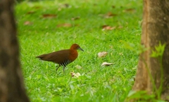 Rallina eurizonoides