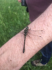 Gomphaeschna furcillata