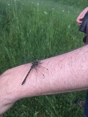 Gomphaeschna furcillata