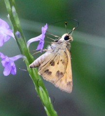 Polites vibex