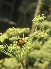 Harmonia axyridis