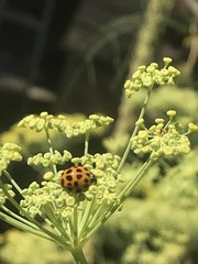 Harmonia axyridis