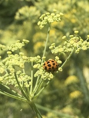 Harmonia axyridis