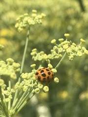 Harmonia axyridis