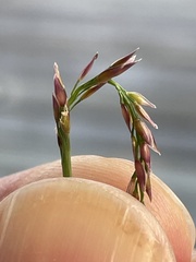 Zoysia matrella